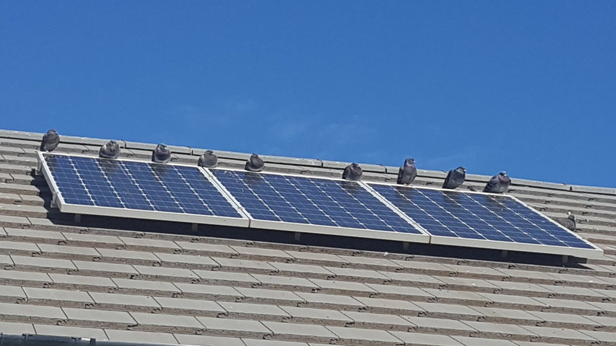 What To Do When Pigeons Are Nesting Under Your Solar Panels Hahasmart