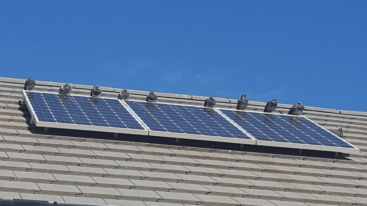 Pigeon Proofing Solar Panels Bird Protection 10 Yr Guarantee