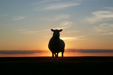 solar sheep