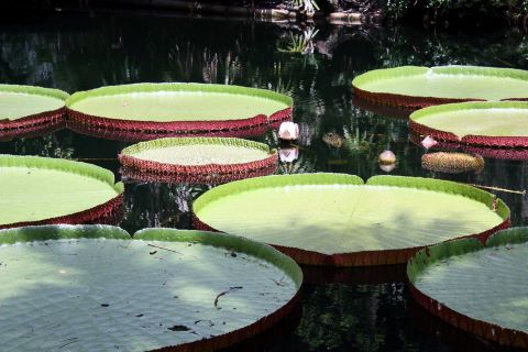 Floating Solar Lily Pads A Breakthrough In Solar Technology Hahasmart